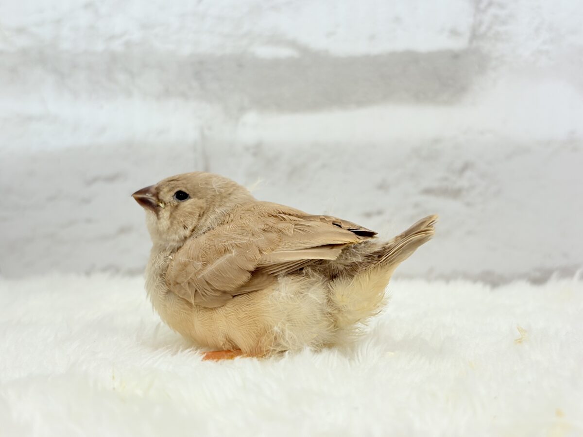 【最新画像更新🪄もうすぐひとり餌☆】むっちむちのラテカラー🐥☕️ジャンボキンカチョウ(フォーン) ヒナ ジャンボキンカチョウ