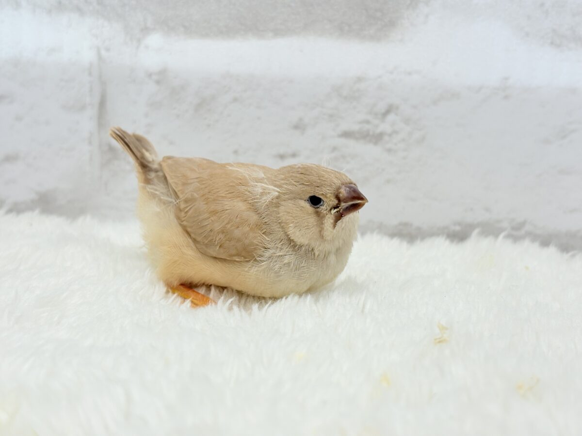 【最新画像更新🪄もうすぐひとり餌☆】むっちむちのラテカラー🐥☕️ジャンボキンカチョウ(フォーン) ヒナ ジャンボキンカチョウ