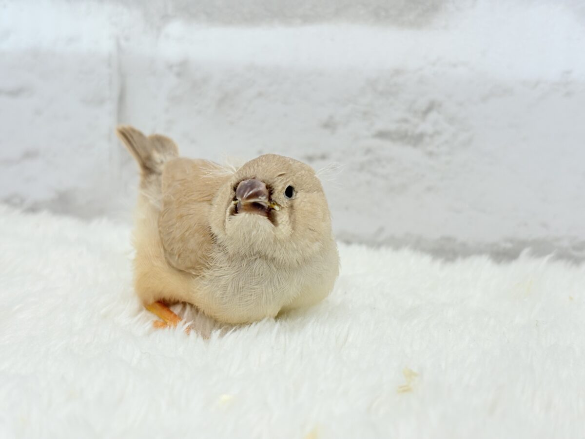 ジャンボキンカチョウ