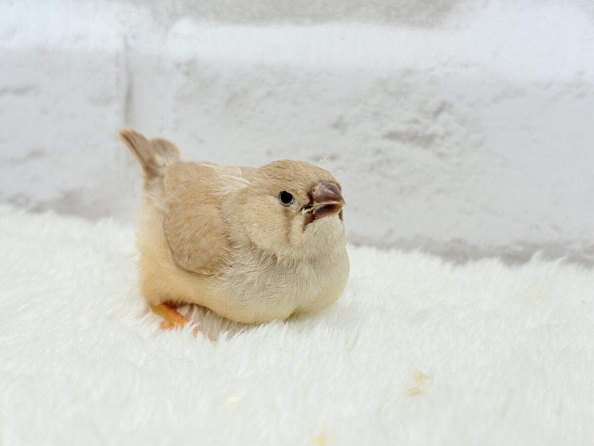 ジャンボキンカチョウ
