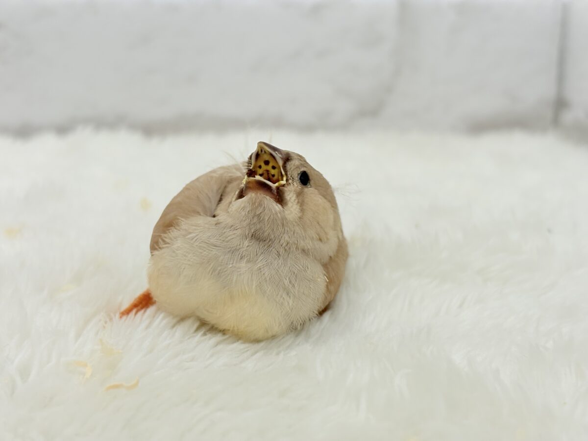 ジャンボキンカチョウ