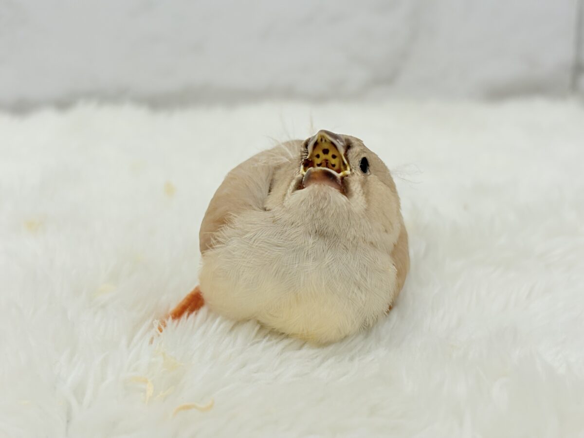 ジャンボキンカチョウ