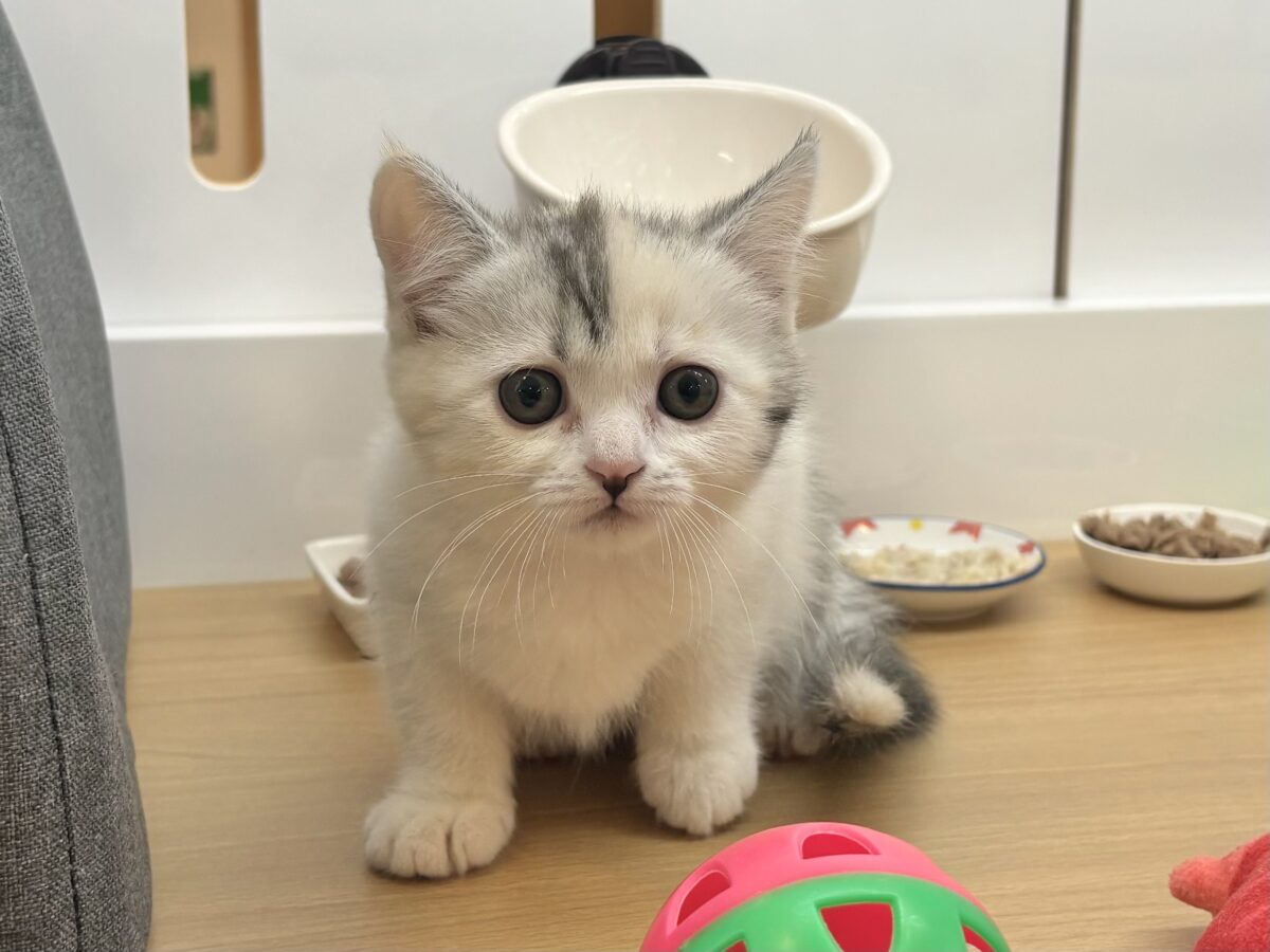 ミックス猫