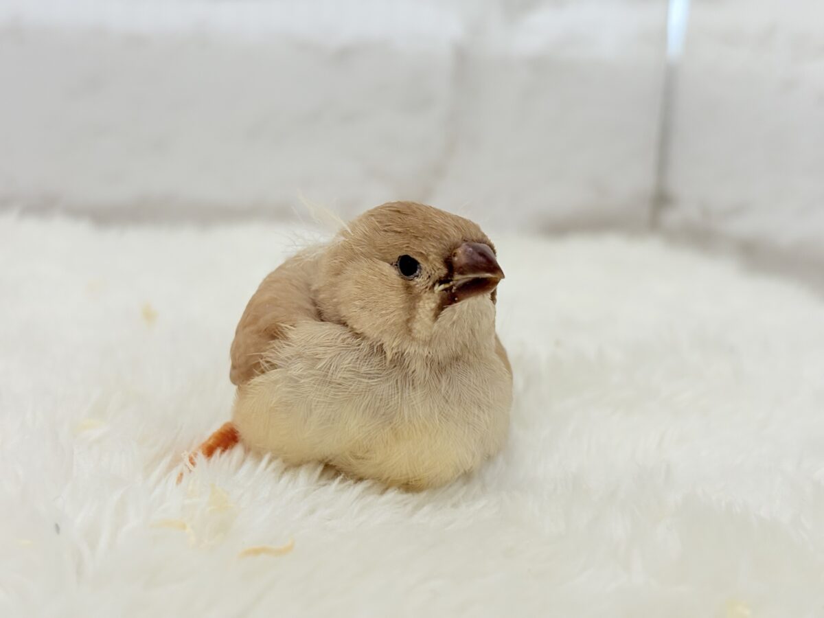 【最新画像更新🪄もうすぐひとり餌☆】むっちむちのラテカラー🐥☕️ジャンボキンカチョウ(フォーン) ヒナ ジャンボキンカチョウ