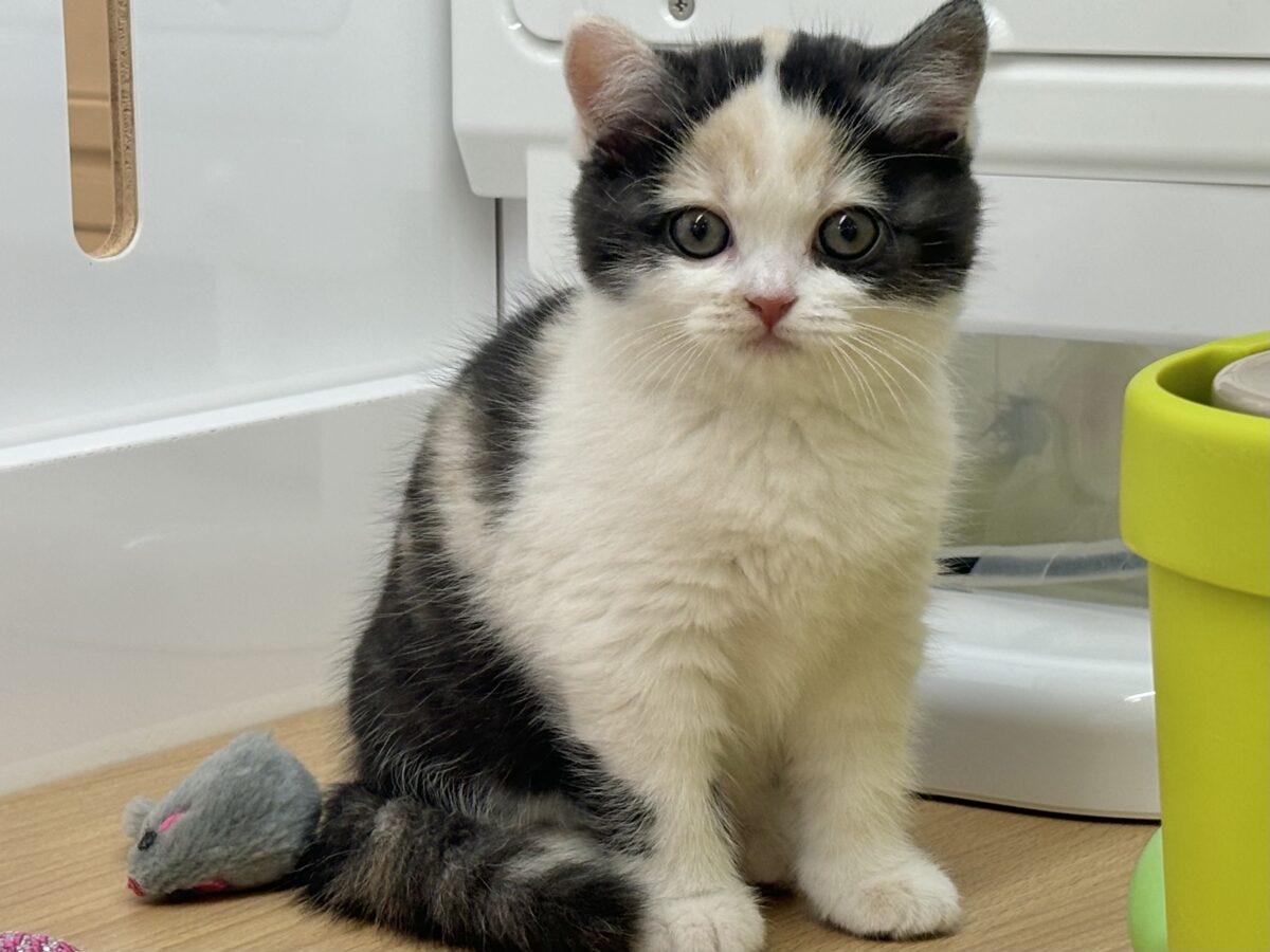 ミックス猫