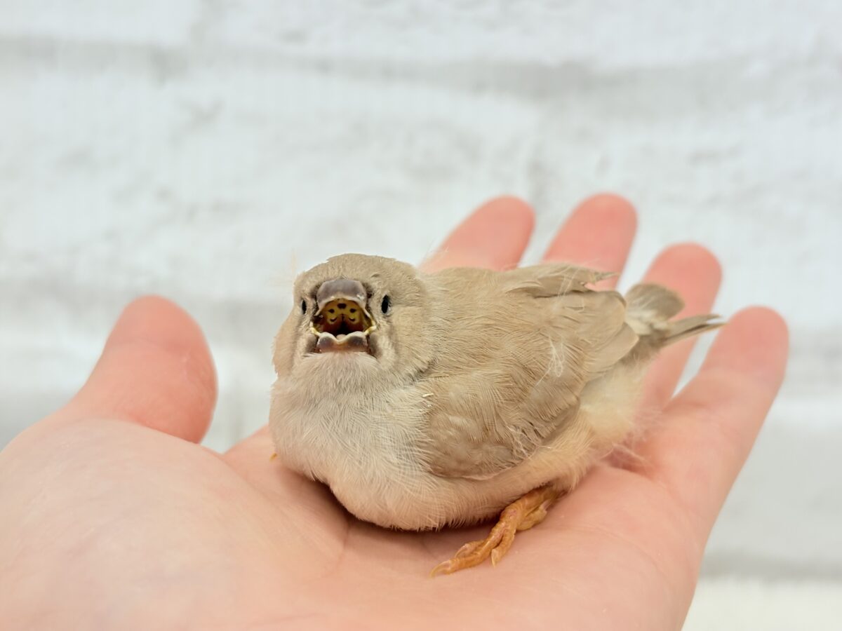 【最新画像更新🪄もうすぐひとり餌☆】むっちむちのラテカラー🐥☕️ジャンボキンカチョウ(フォーン) ヒナ ジャンボキンカチョウ