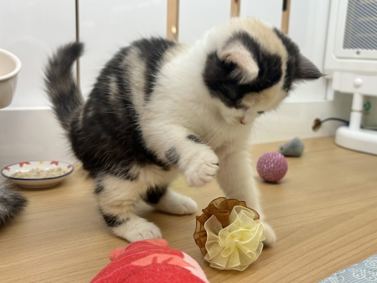 ミックス猫