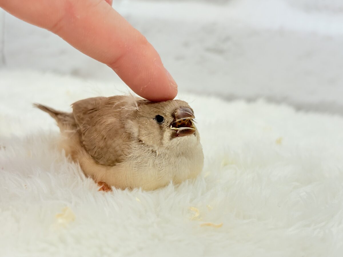 【最新画像更新🪄もうすぐひとり餌☆】むっちむちのラテカラー🐥☕️ジャンボキンカチョウ(フォーン) ヒナ ジャンボキンカチョウ