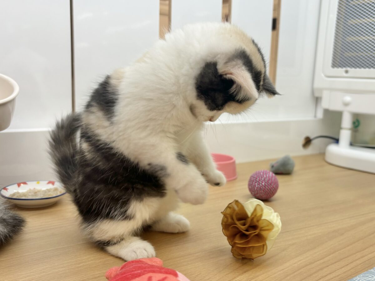 ミックス猫