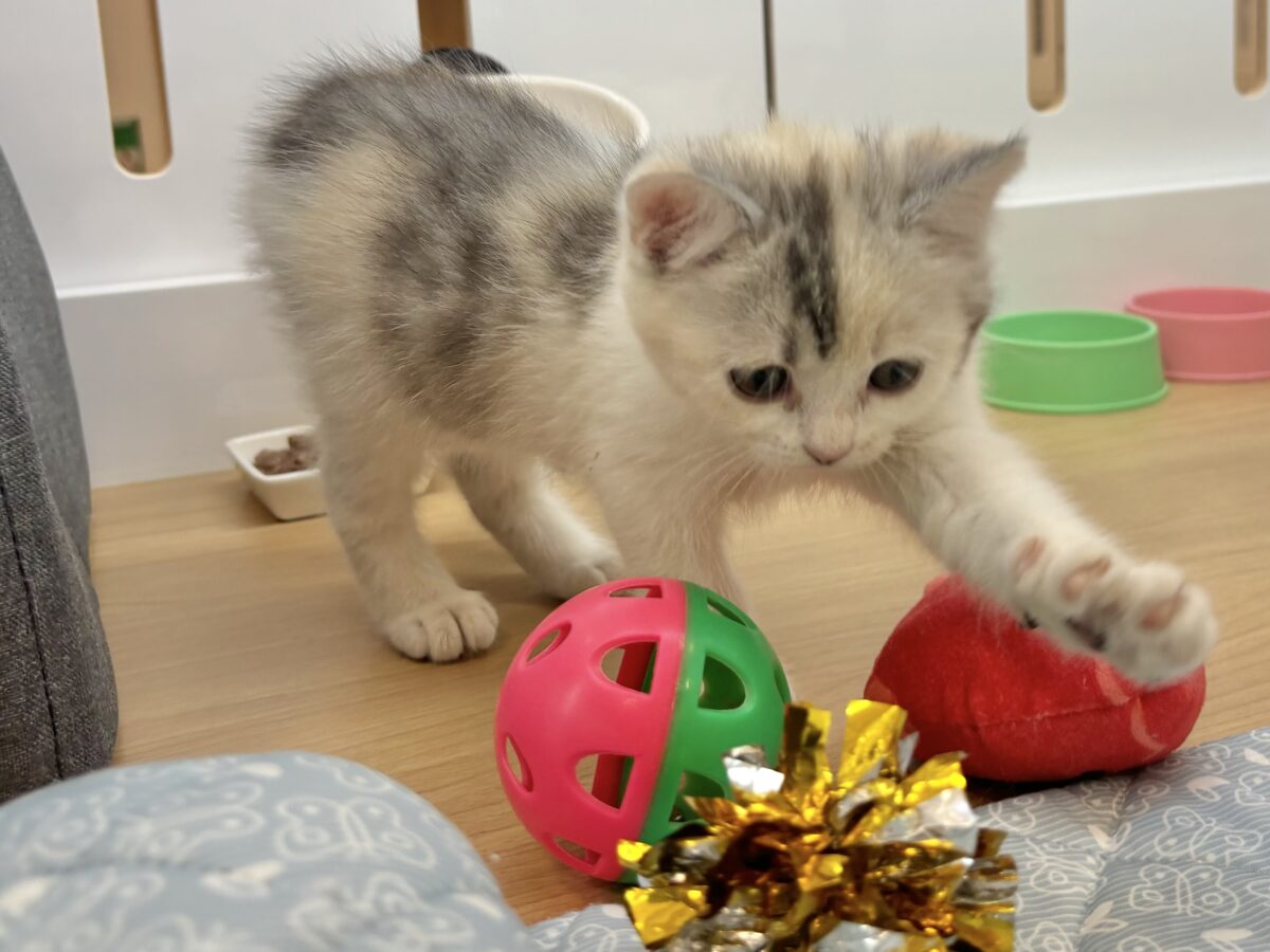 ミックス猫