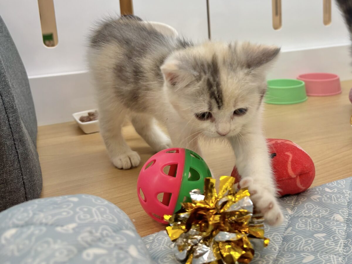 ミックス猫