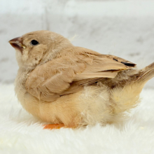むっちむちのラテカラー🐥☕️ジャンボキンカチョウ(フォーン) ヒナ