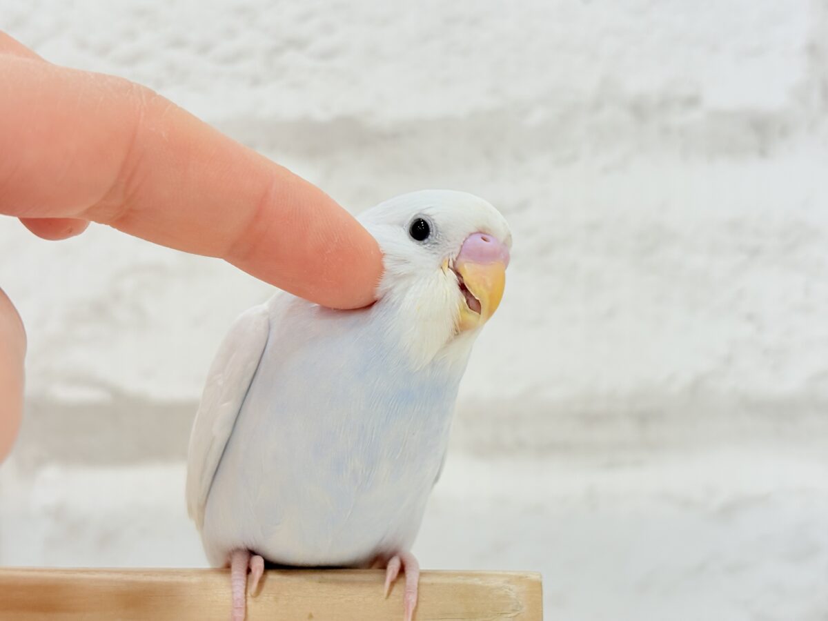 【最新画像更新🪄】透明感が爆発中〜〜🐣✨セキセイインコ ヒナ セキセイインコ