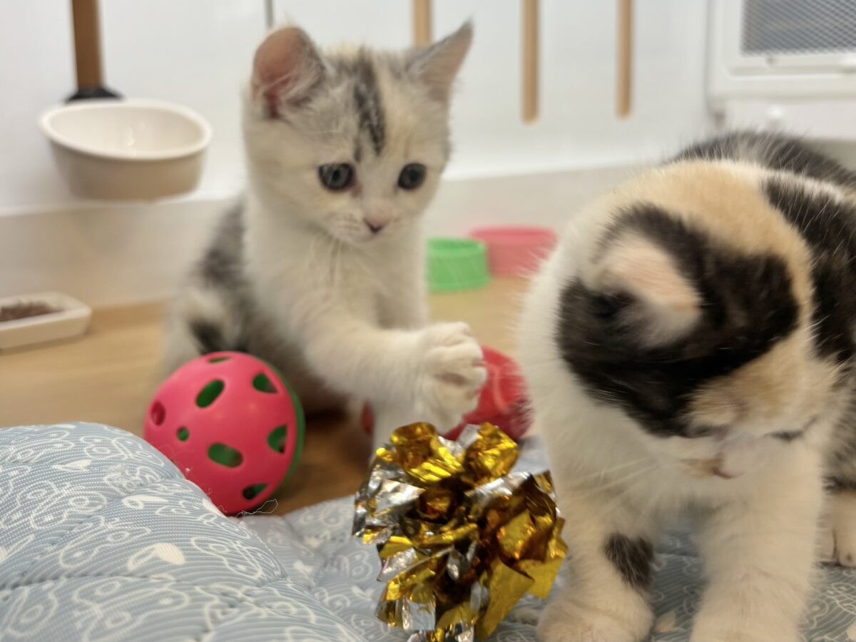 ミックス猫