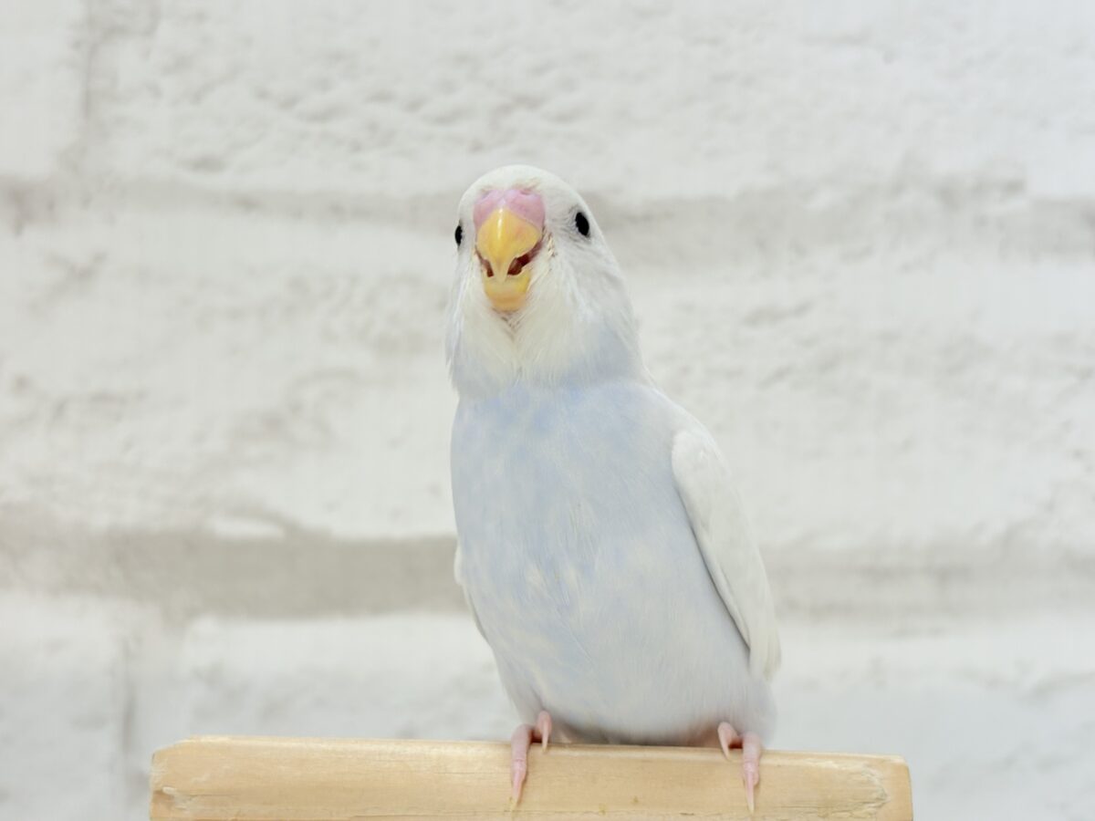 【最新画像更新🪄】透明感が爆発中〜〜🐣✨セキセイインコ ヒナ セキセイインコ