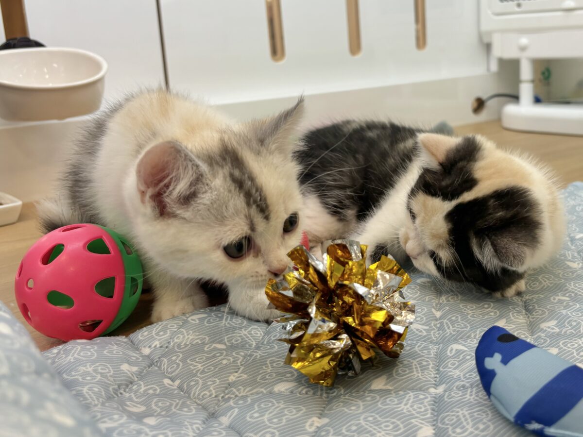 ミックス猫