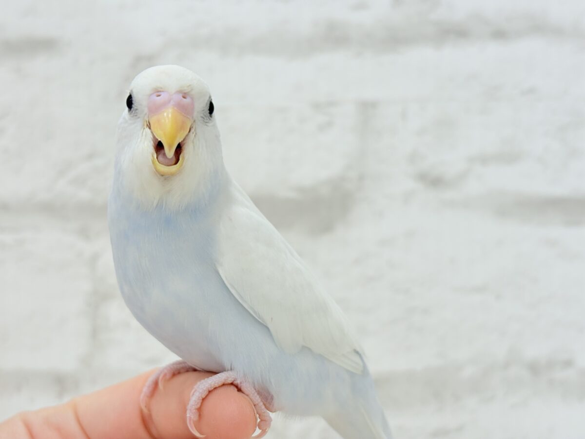 【最新画像更新🪄】透明感が爆発中〜〜🐣✨セキセイインコ ヒナ セキセイインコ