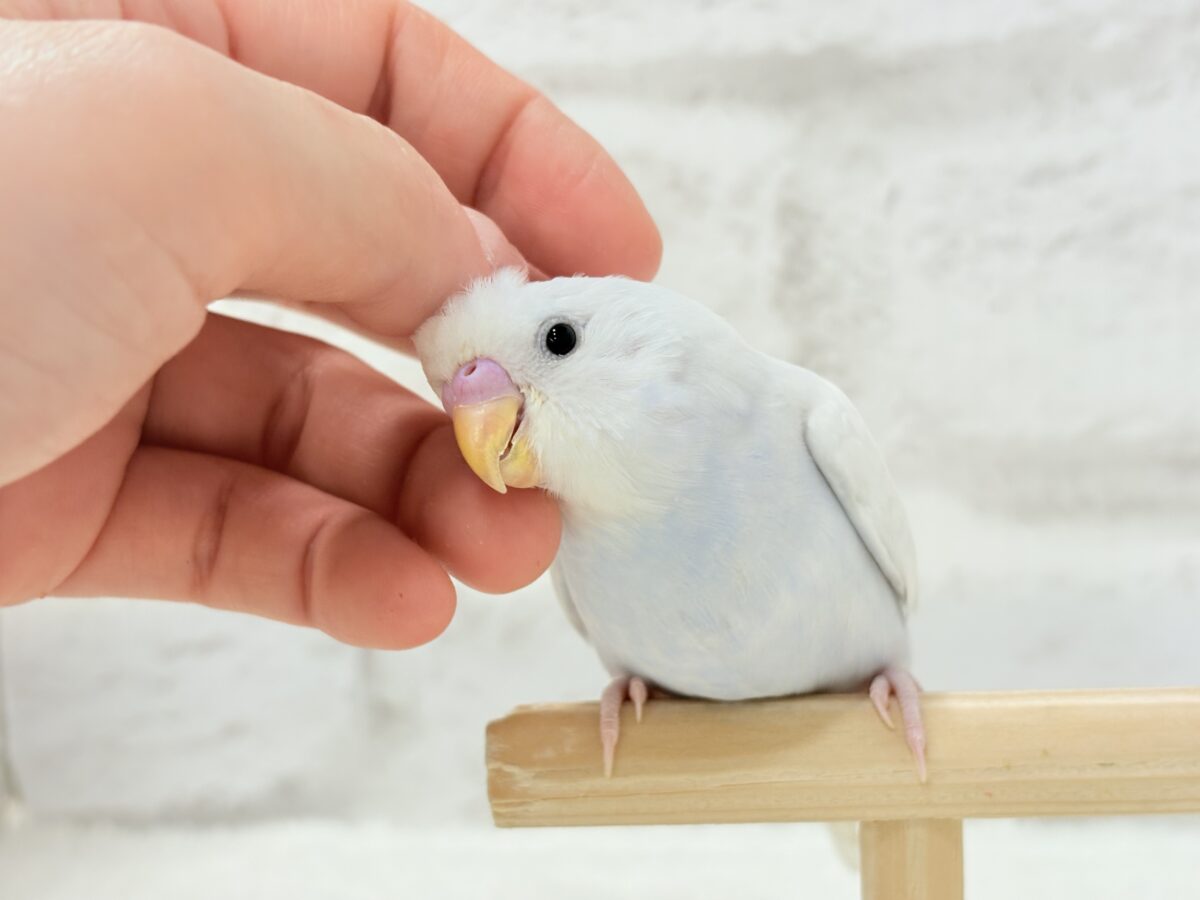 【最新画像更新🪄】透明感が爆発中〜〜🐣✨セキセイインコ ヒナ セキセイインコ