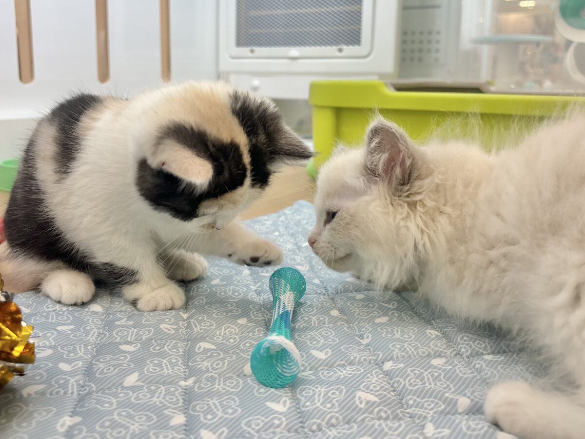 ミックス猫