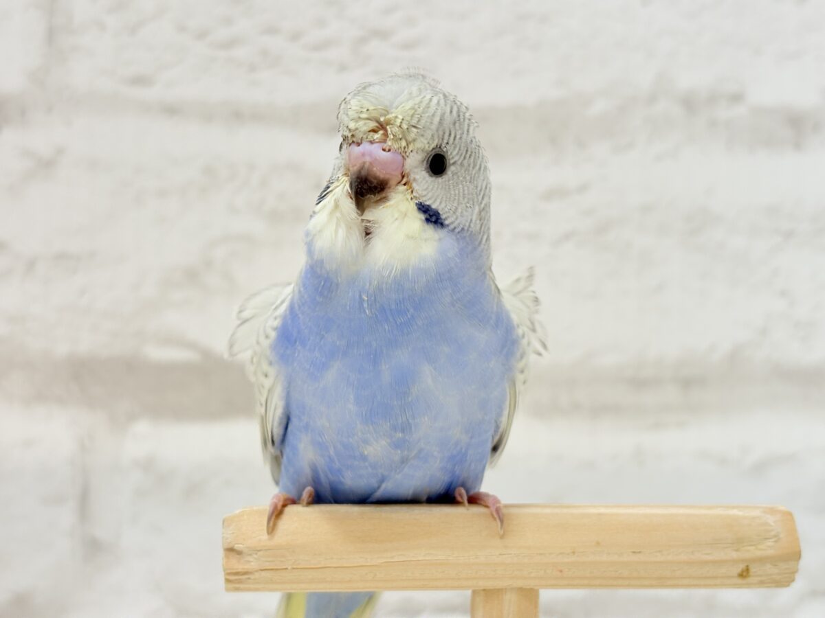 梵天セキセイインコ