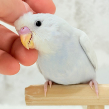 【最新画像更新🪄】透明感が爆発中〜〜🐣✨セキセイインコ ヒナ