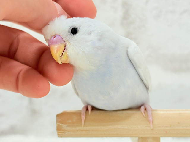 【最新画像更新🪄】透明感が爆発中〜〜🐣✨セキセイインコ ヒナ 【最新画像更新🪄】透明感が爆発中〜〜🐣✨セキセイインコ ヒナ