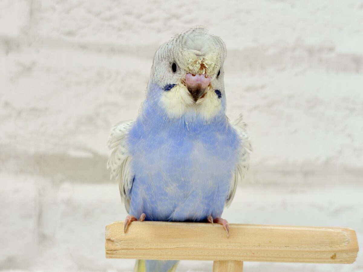 【最新画像更新🪄】スター性のあるルックス🐥︎🌟梵天セキセイインコ(パステルレインボースパングル) ヒナ 梵天セキセイインコ