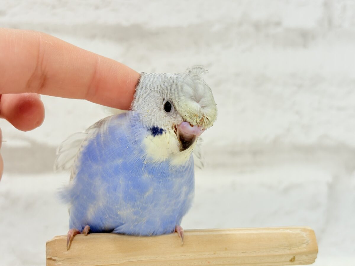 梵天セキセイインコ