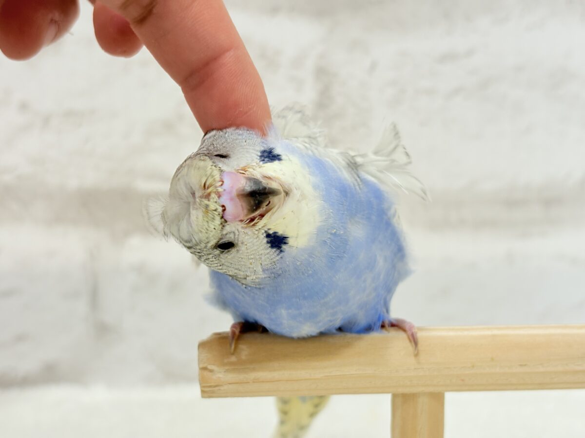 【最新画像更新🪄】スター性のあるルックス🐥︎🌟梵天セキセイインコ(パステルレインボースパングル) ヒナ 梵天セキセイインコ