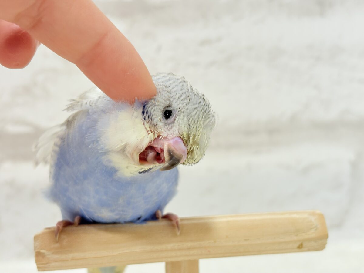 【最新画像更新🪄】スター性のあるルックス🐥︎🌟梵天セキセイインコ(パステルレインボースパングル) ヒナ 梵天セキセイインコ