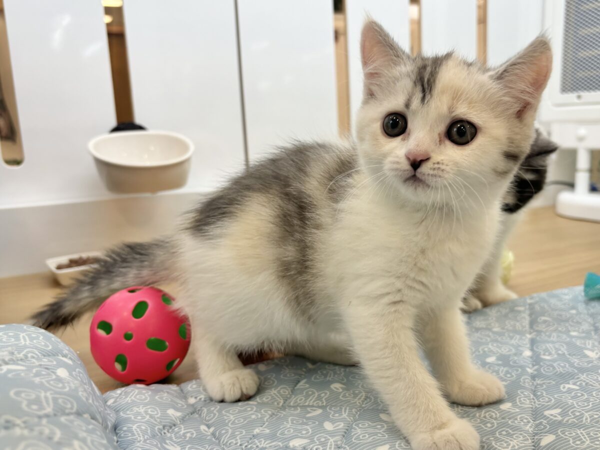 ミックス猫