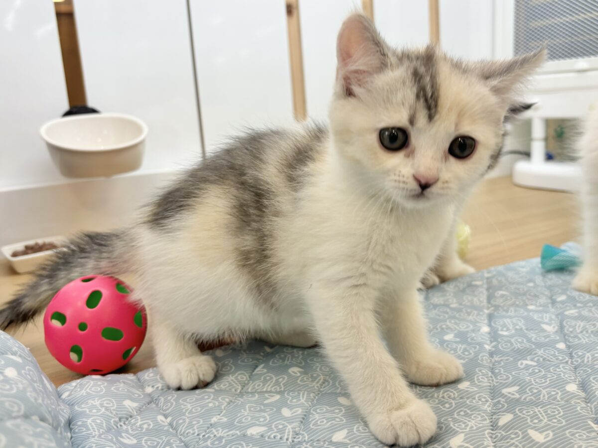 ミックス猫