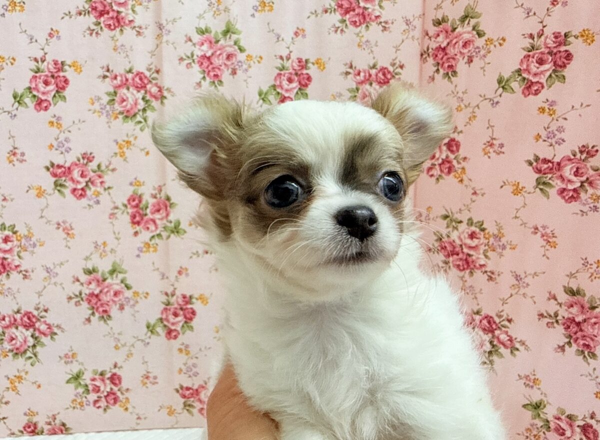 チワワ