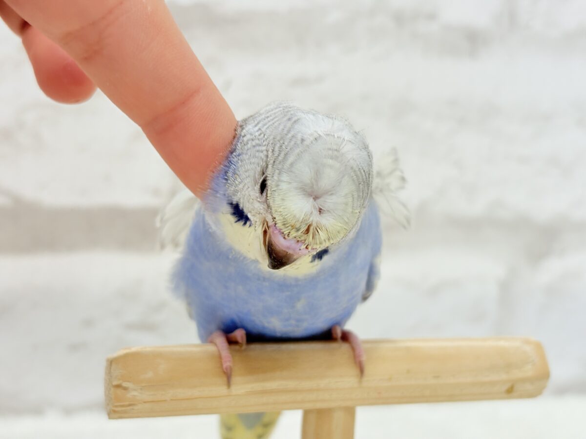 梵天セキセイインコ