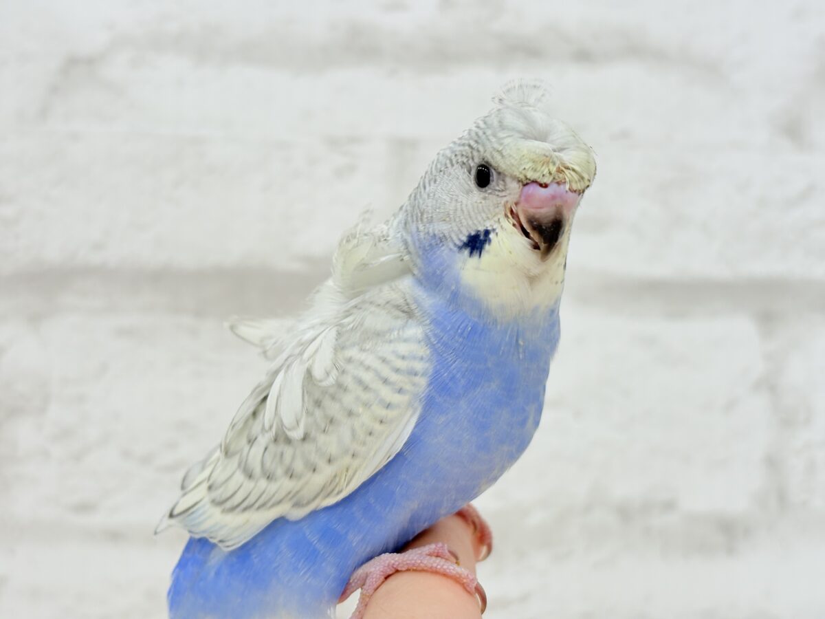 【最新画像更新🪄】スター性のあるルックス🐥︎🌟梵天セキセイインコ(パステルレインボースパングル) ヒナ 梵天セキセイインコ