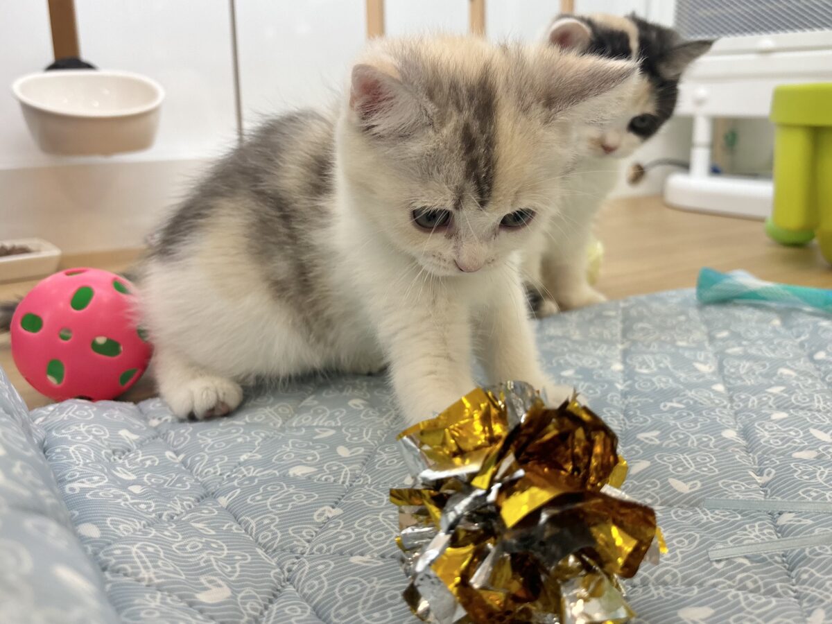 ミックス猫