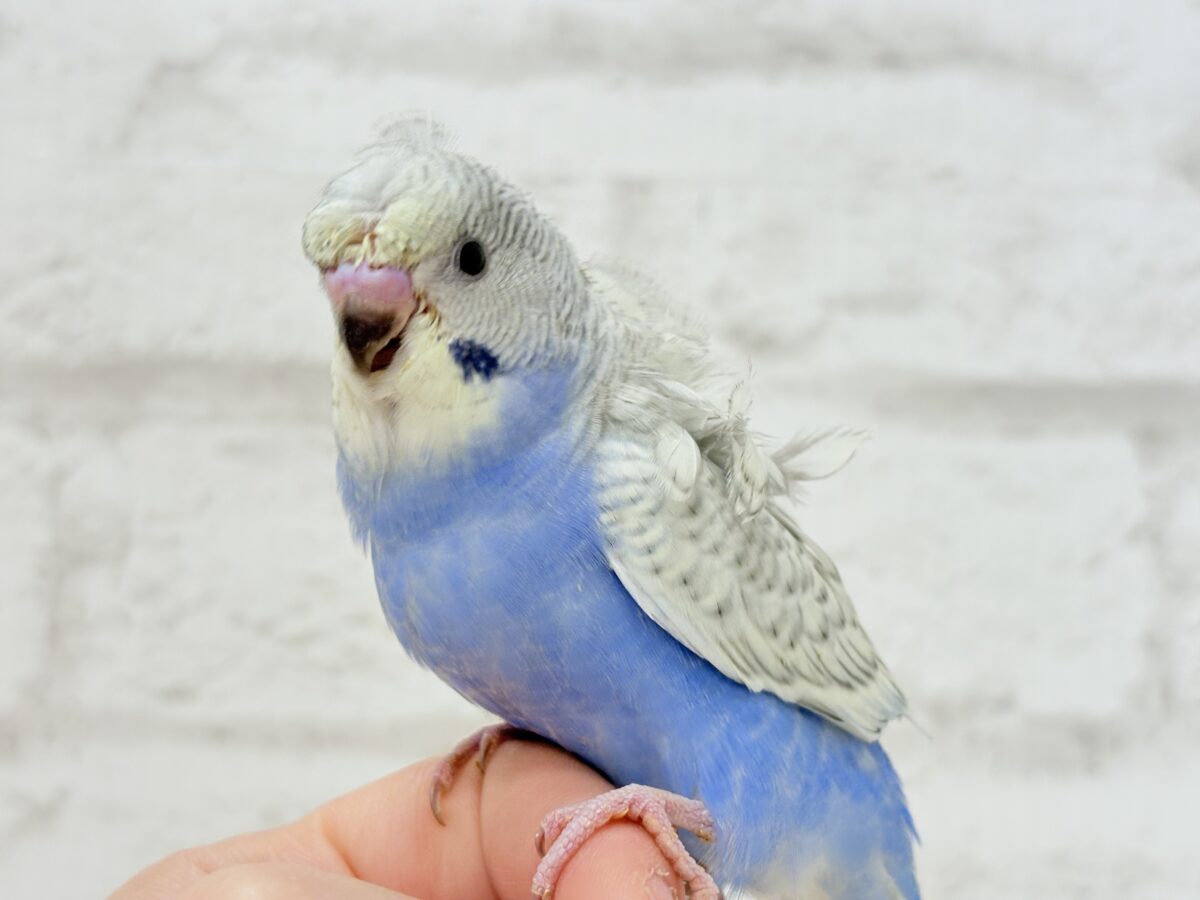 【最新画像更新🪄】スター性のあるルックス🐥︎🌟梵天セキセイインコ(パステルレインボースパングル) ヒナ 梵天セキセイインコ