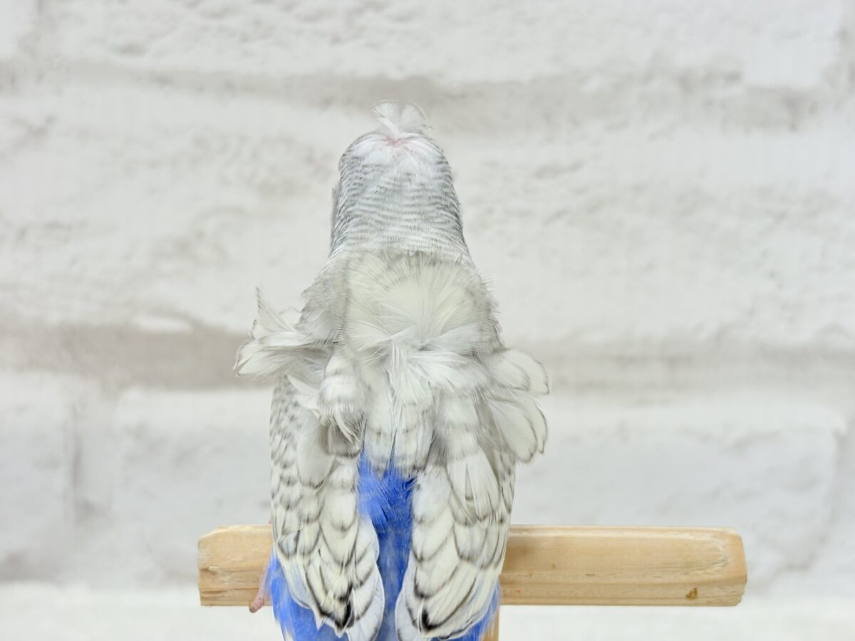 梵天セキセイインコ