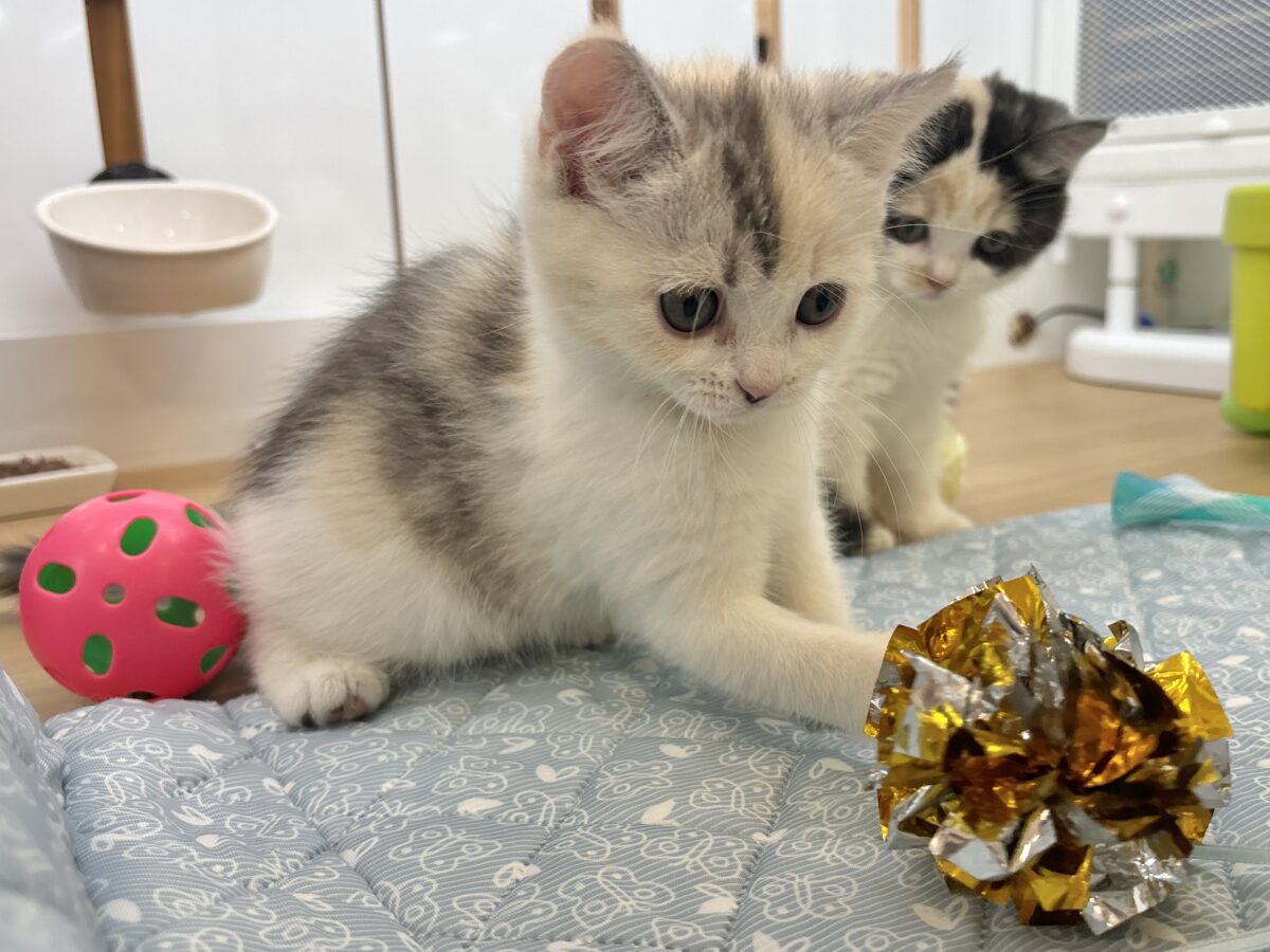 ミックス猫