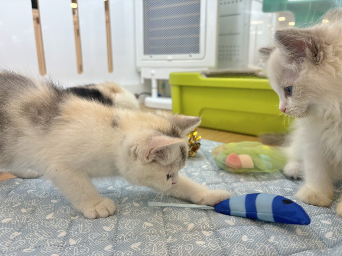 ミックス猫