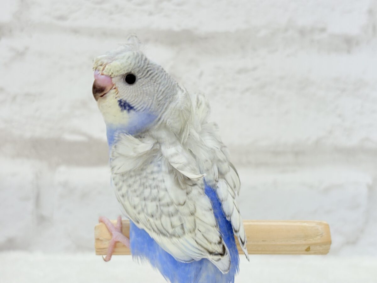 梵天セキセイインコ