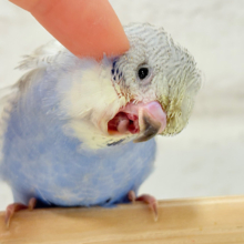 【最新画像更新🪄】スター性のあるルックス🐥︎🌟梵天セキセイインコ(パステルレインボースパングル) ヒナ