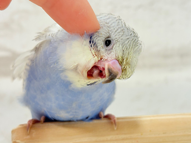 【最新画像更新🪄】スター性のあるルックス🐥︎🌟梵天セキセイインコ(パステルレインボースパングル) ヒナ 【最新画像更新🪄】スター性のあるルックス🐥︎🌟梵天セキセイインコ(パステルレインボースパングル) ヒナ