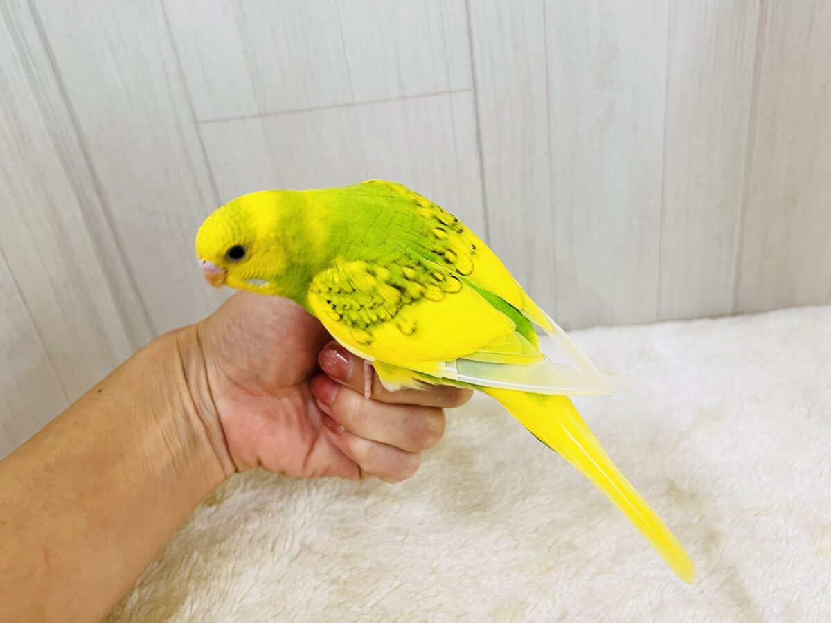 セキセイインコ