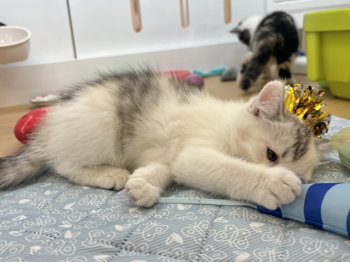 ミックス猫