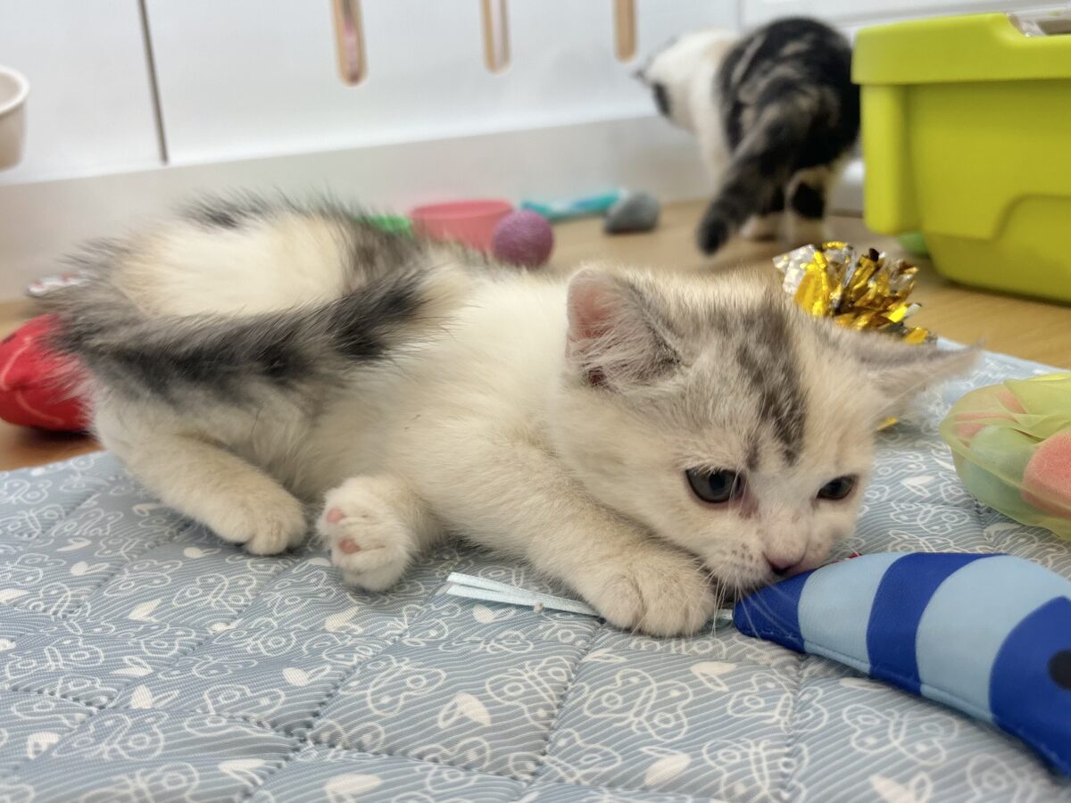 ミックス猫
