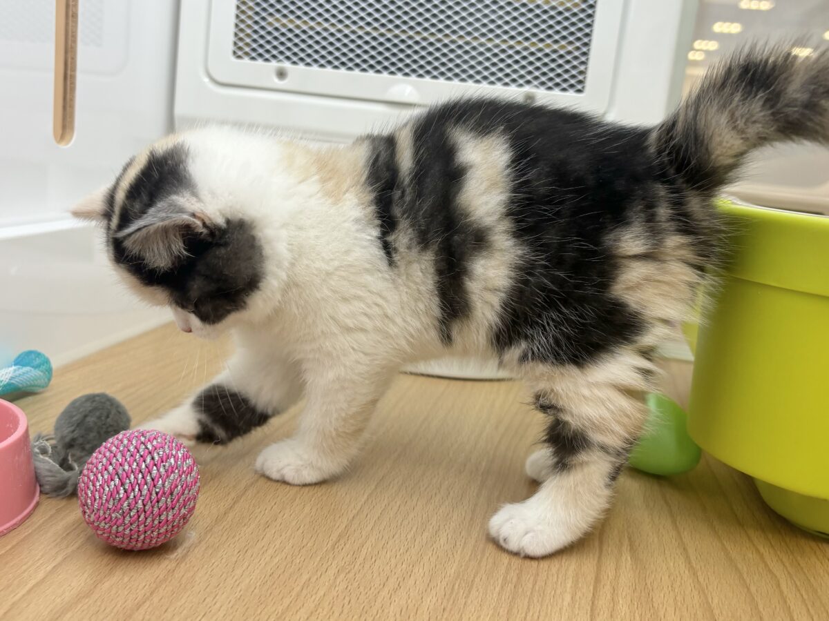 ミックス猫