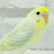 【最新画像更新🪄】レアカラー🪅美しの羽色🪶✨セキセイインコ(ファロー) ヒナ