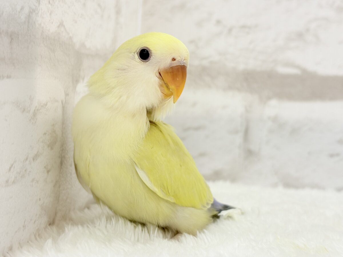 コザクラインコ（小桜インコ）