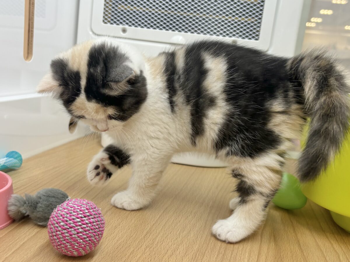 ミックス猫